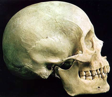 Human skull